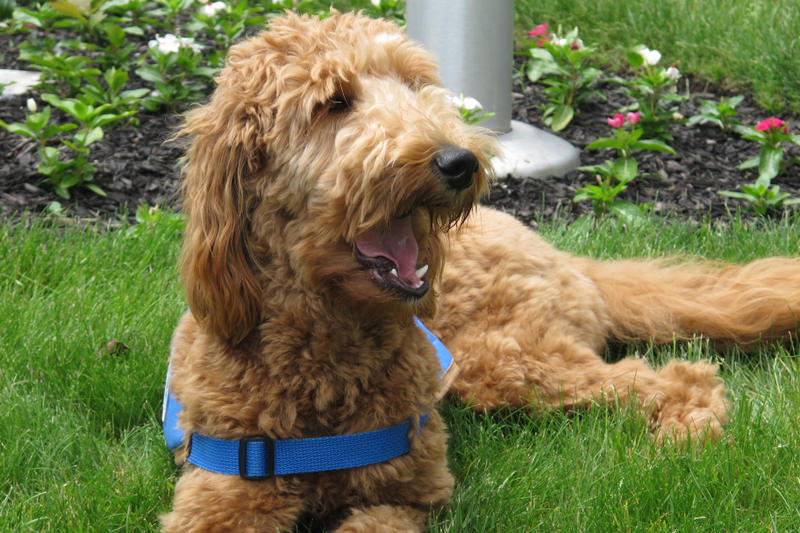 A goldendoodle therapy dog. (Image: AP)